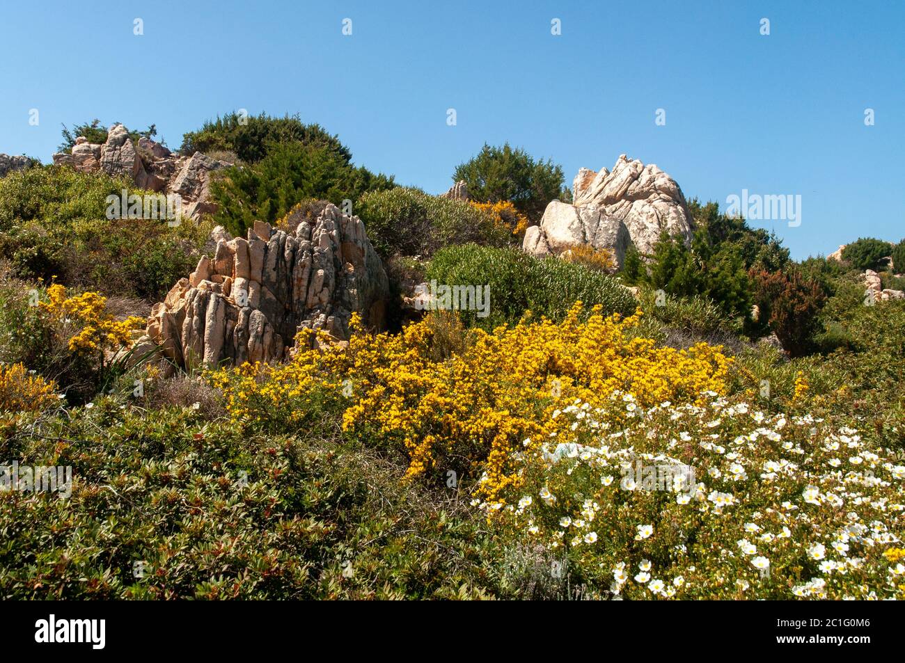 Beautiful Mediterranean yellow bush of flowers of French Broom (Genista monspessulana) with red rocky formation and blue sky Stock Photo