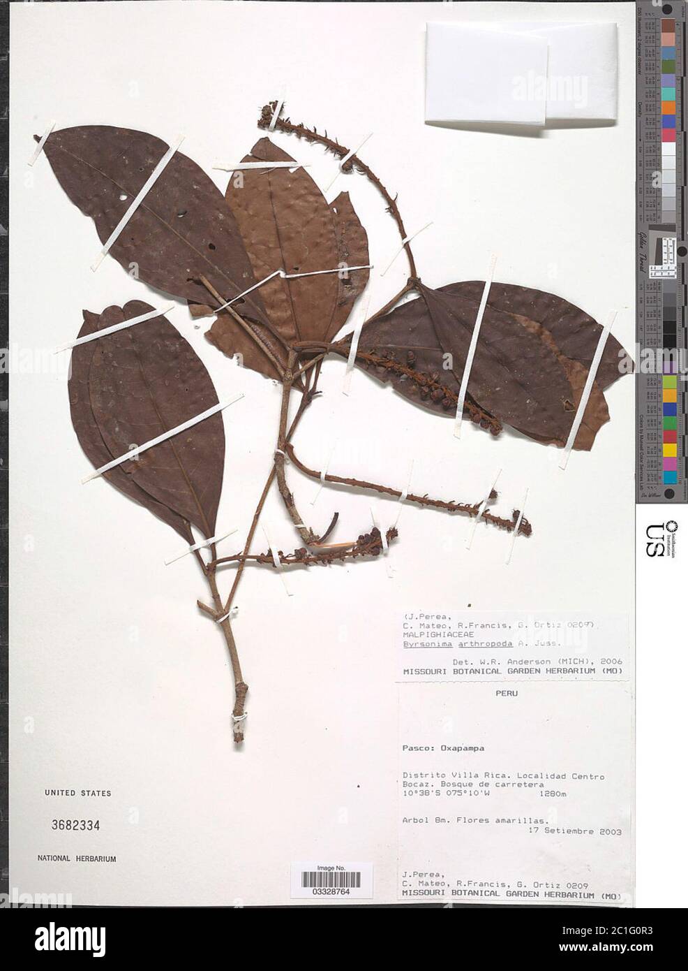 Byrsonima arthropoda A Juss Byrsonima arthropoda A Juss. Stock Photo