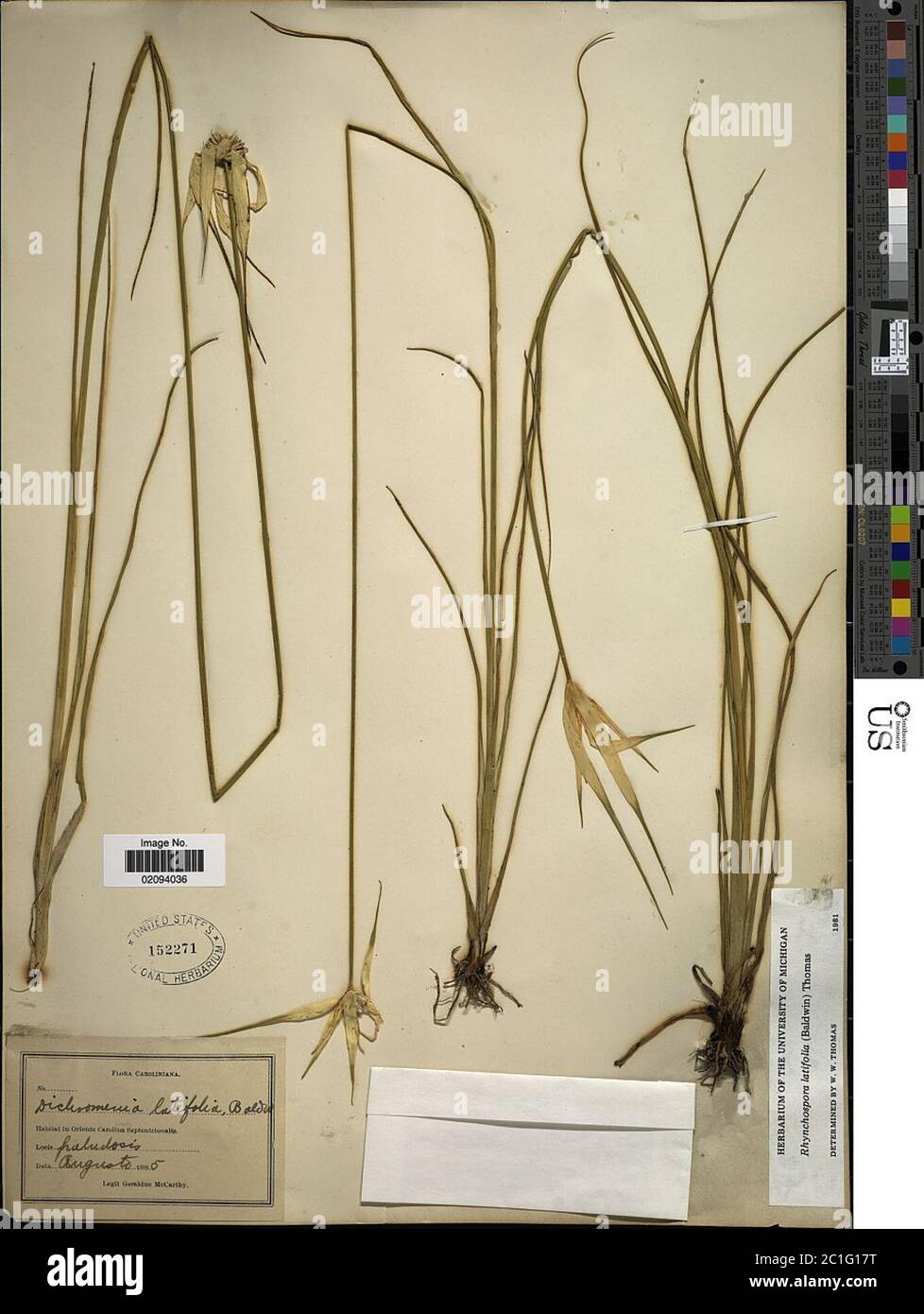 Rhynchospora latifolia Rhynchospora latifolia. Stock Photo