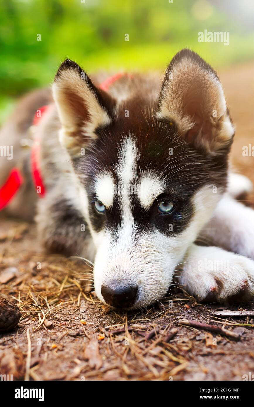 little husky breed