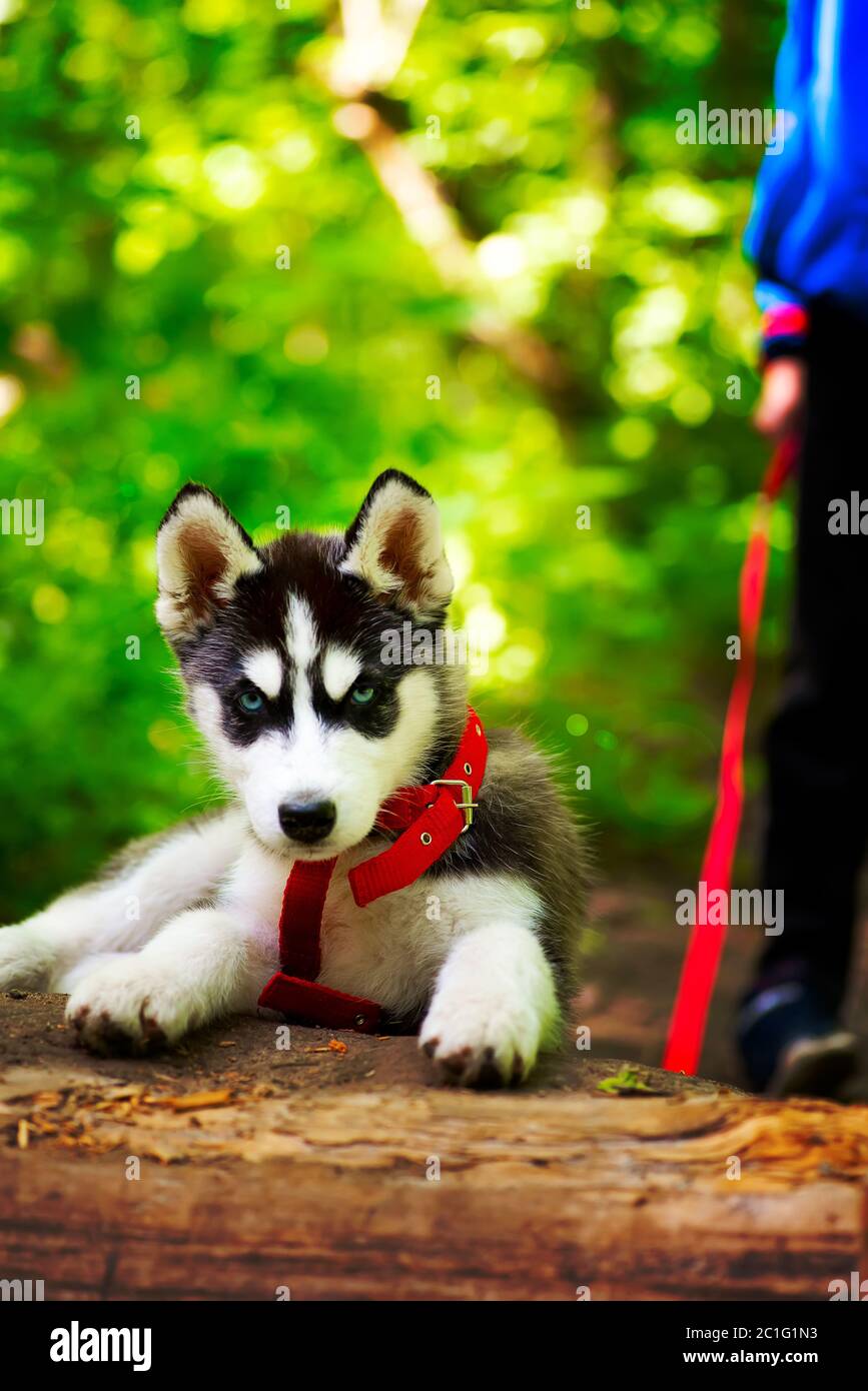 Siberian little Husky breed dog walks through the woods with a boy