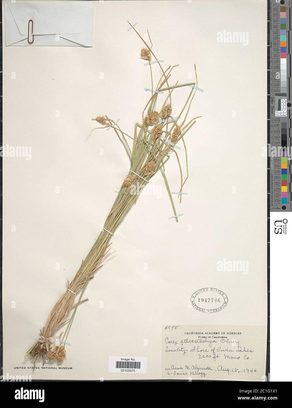 Carex athrostachya Olney in A Gray Carex athrostachya Olney in A Gray. Stock Photo