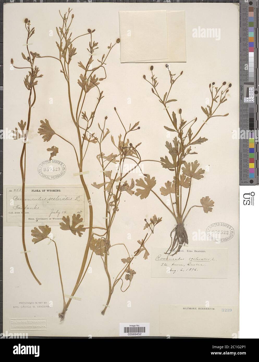 Ranunculus sceleratus var multifidus Nutt Ranunculus sceleratus var multifidus Nutt. Stock Photo