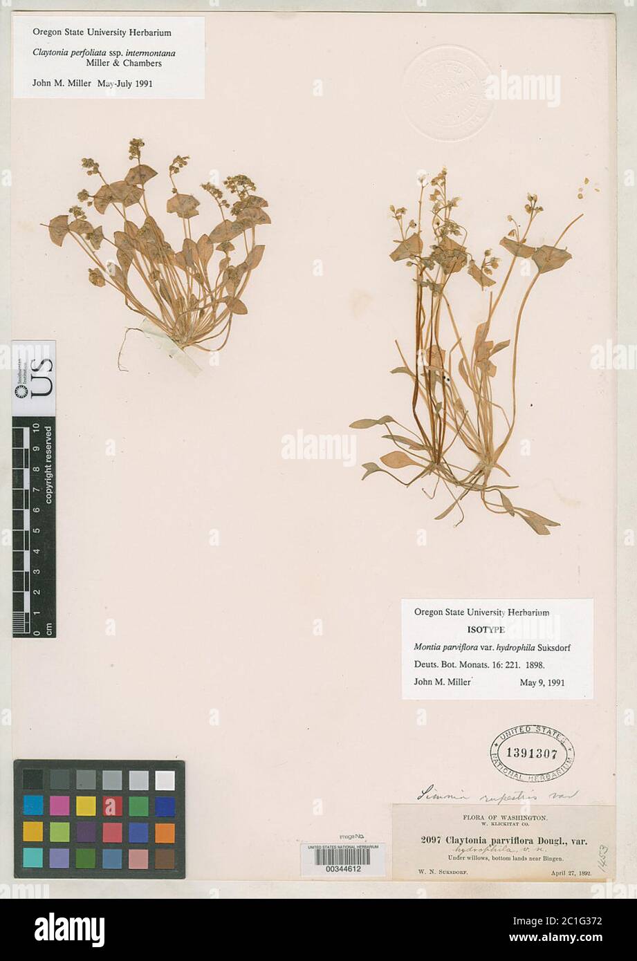 Montia parviflora var hydrophila Suksd Montia parviflora var hydrophila Suksd. Stock Photo