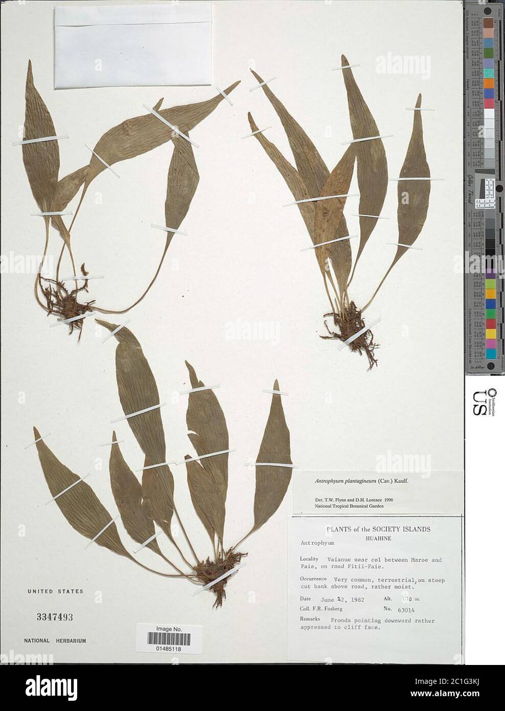Antrophyum plantagineum Cav Kaulf Antrophyum plantagineum Cav Kaulf. Stock Photo