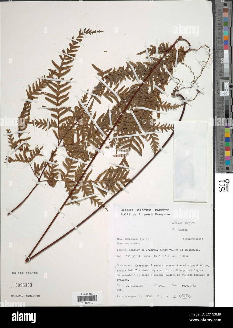 Pteris sp Pteris sp Stock Photo Alamy