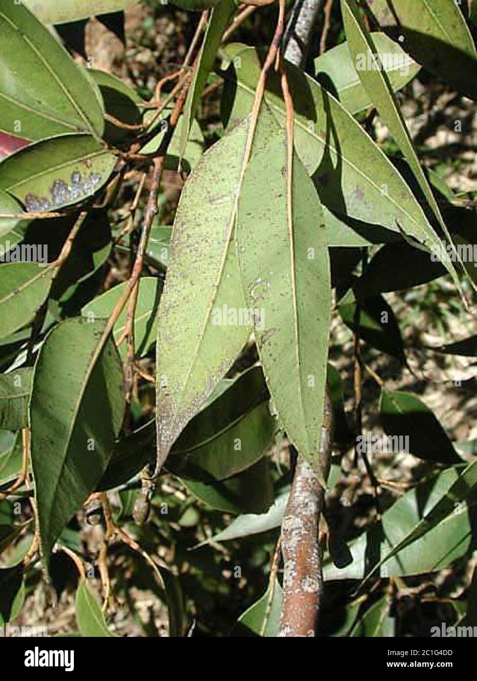 Wagner CP4333.jpg Eucalyptus robusta Sm. Stock Photo
