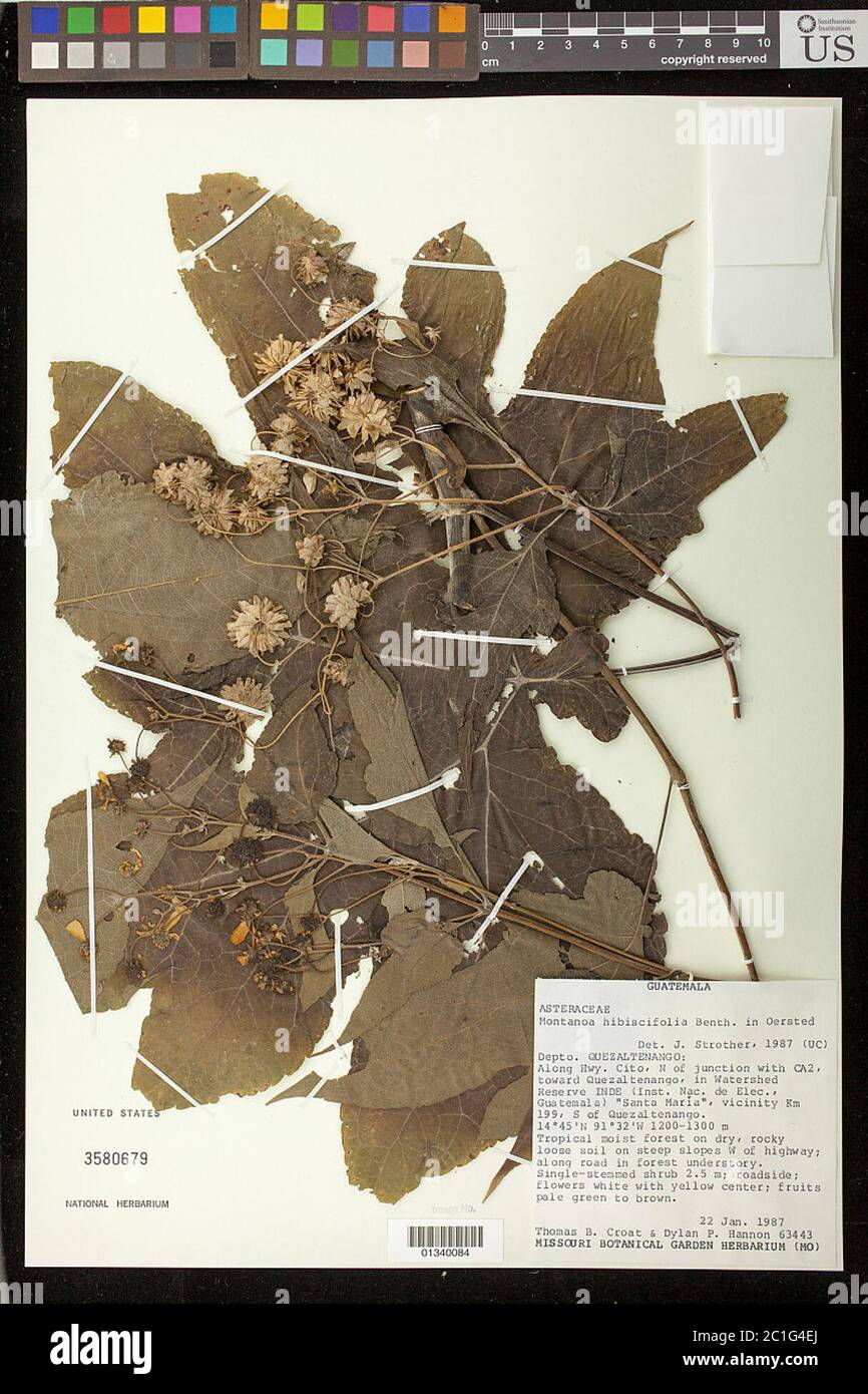 Wagner CP4581.jpg Montanoa hibiscifolia Benth. Stock Photo
