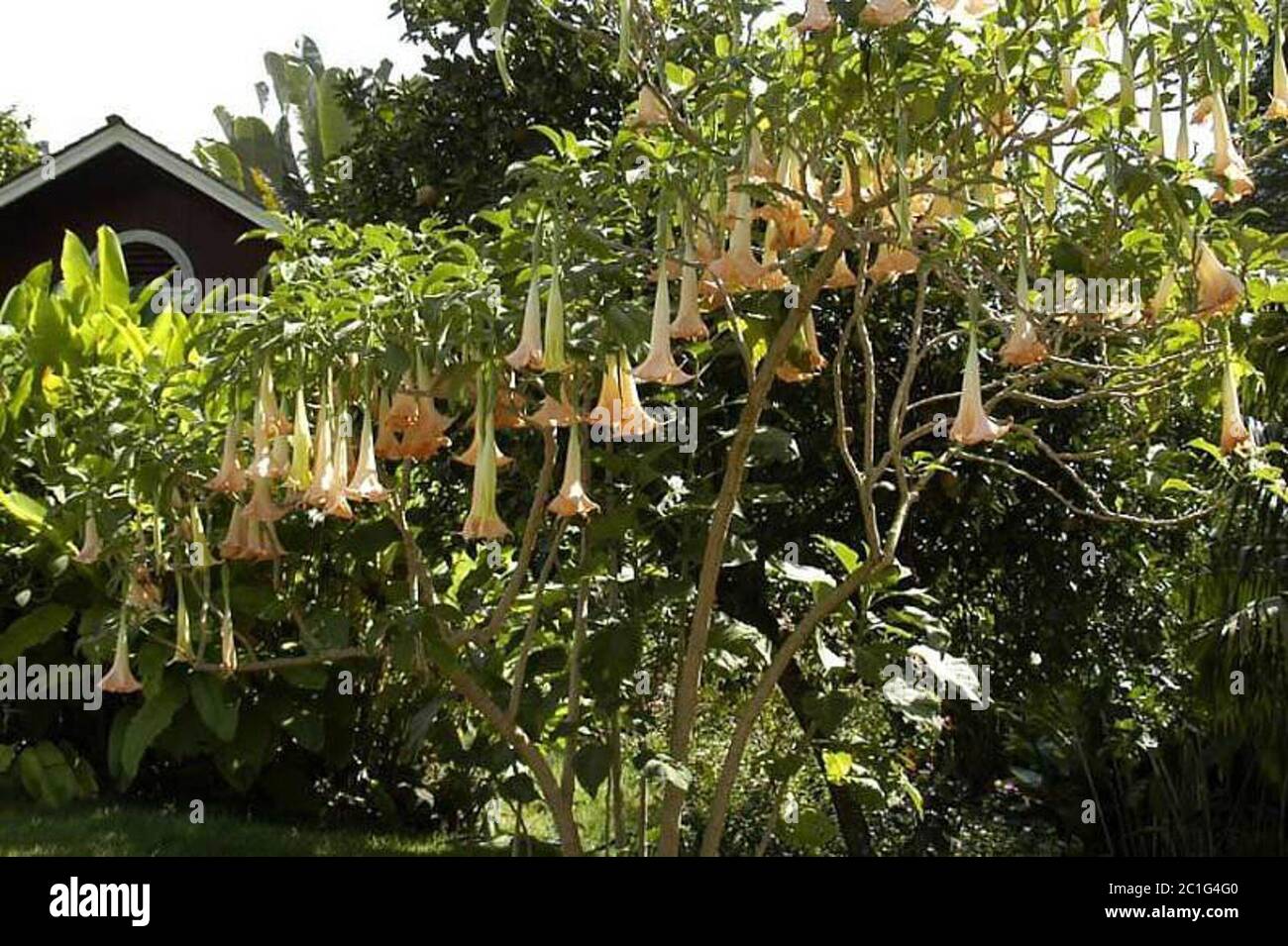 Wagner D0768.jpg Brugmansia candida Pers. Stock Photo