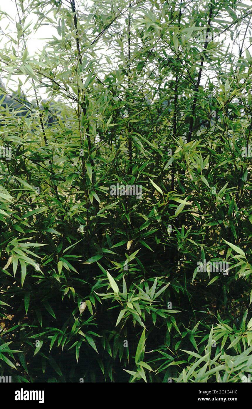 Phyllostachys nigra Henon Phyllostachys nigra Henon Stock Photo - Alamy