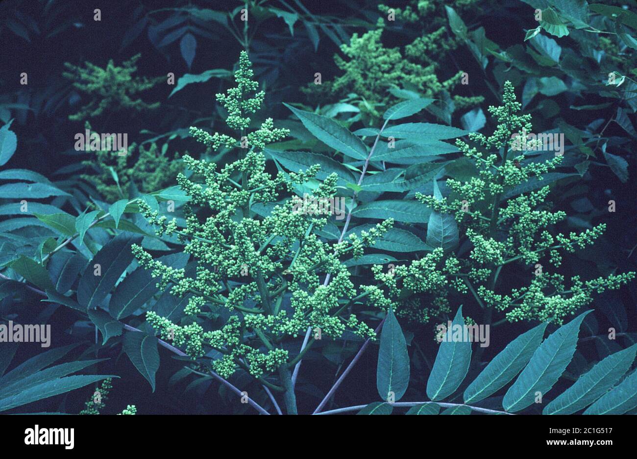 Rhus glabra L Rhus glabra L Stock Photo Alamy