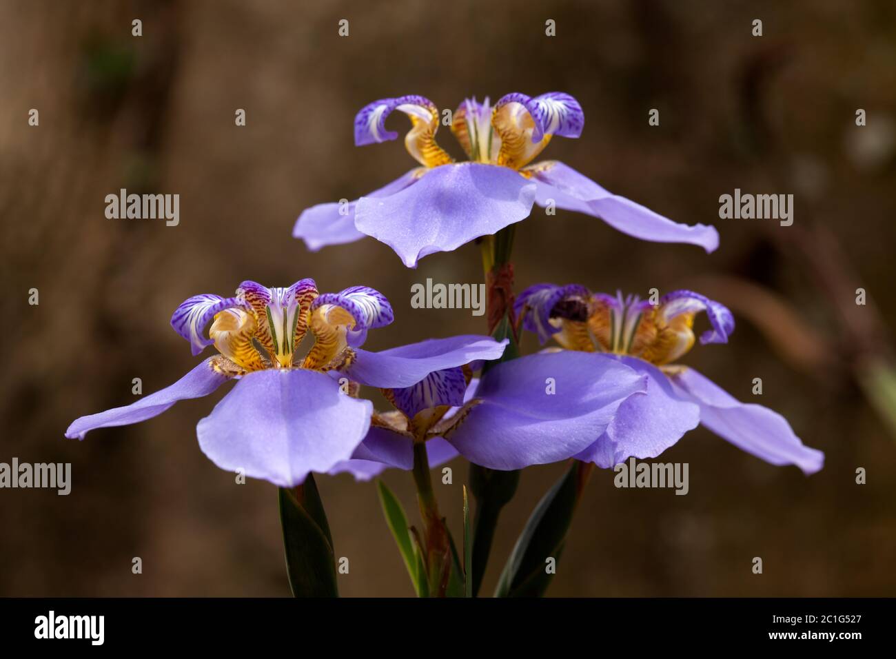 Iris flowers - blue Stock Photo