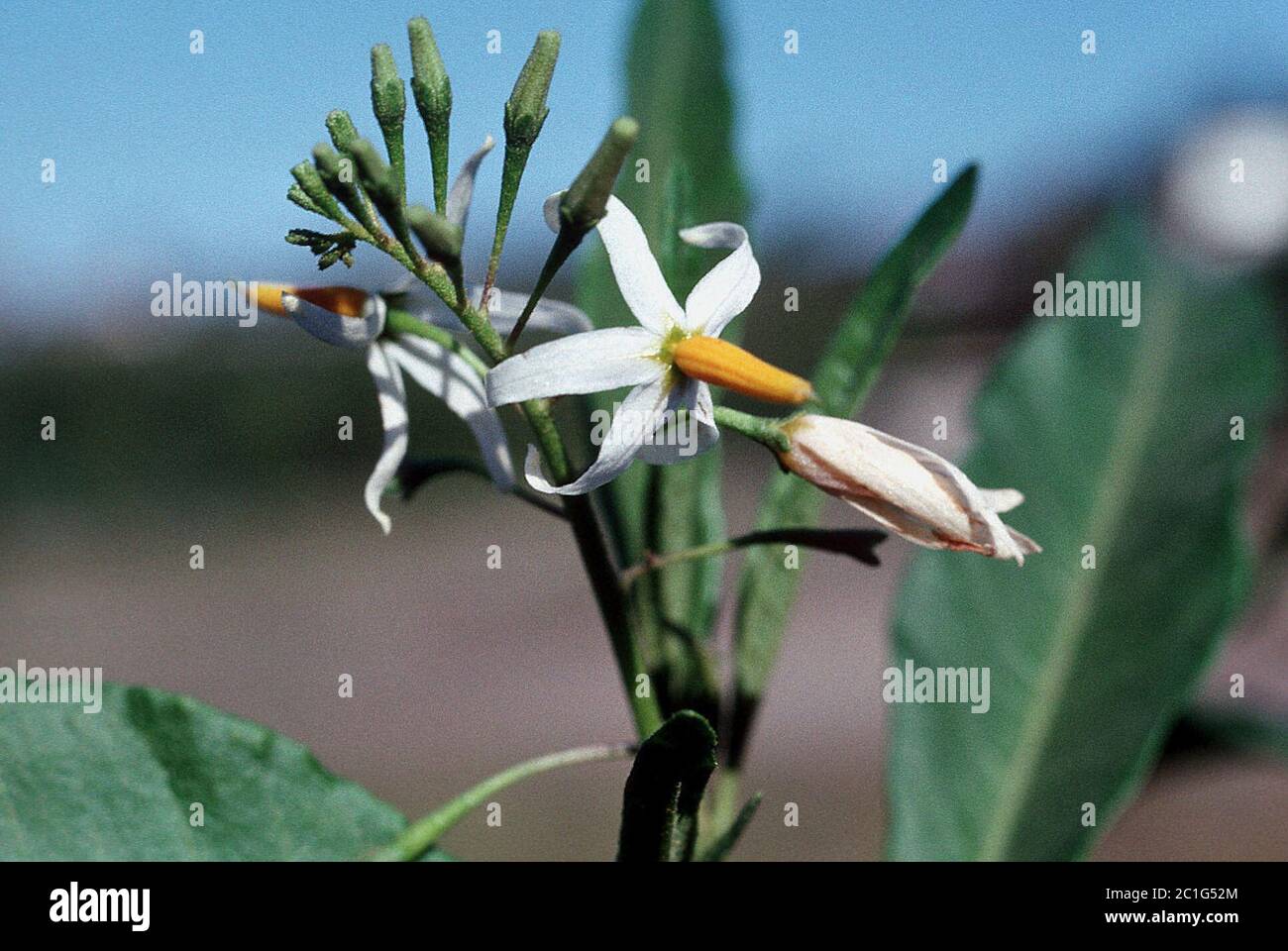 Solanum racemosum Jacq Solanum racemosum Jacq. Stock Photo