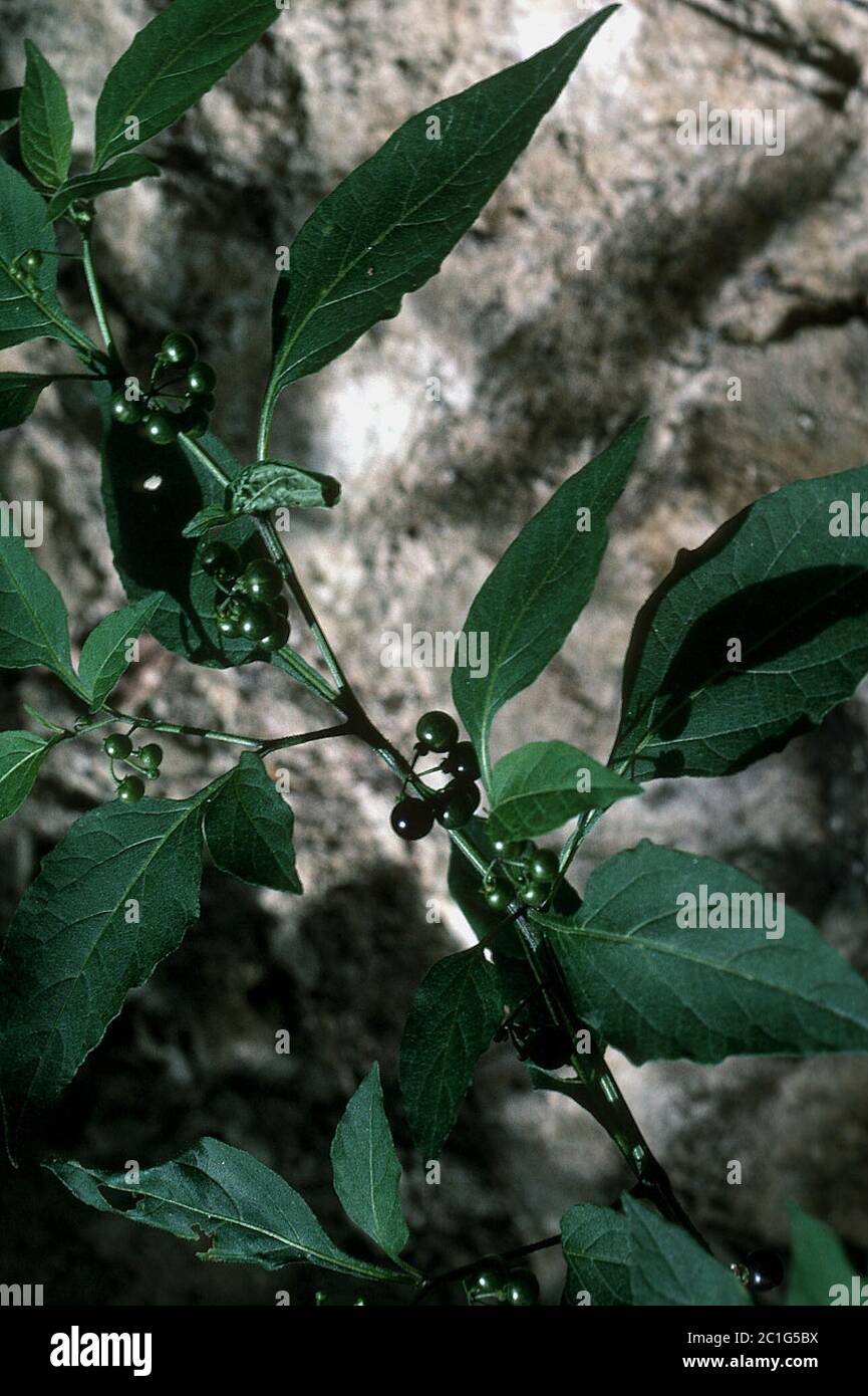 Solanum americanum Mill Solanum americanum Mill. Stock Photo