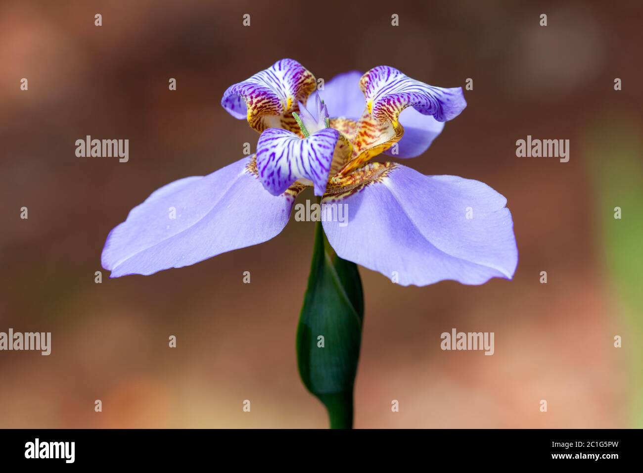 Iris flower - blue Stock Photo