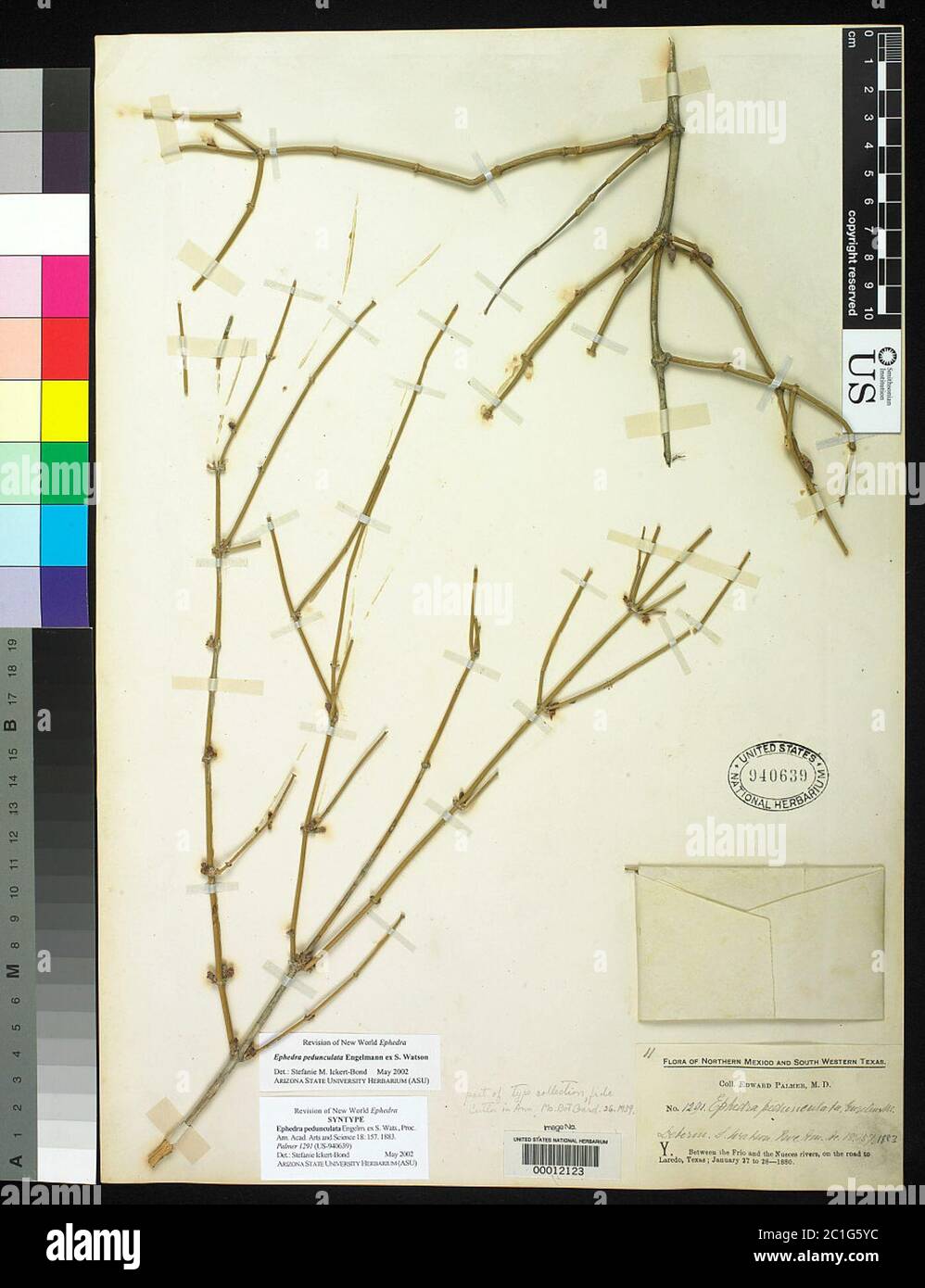 Ephedra pedunculata Engelm ex S Watson Ephedra pedunculata Engelm ex S Watson. Stock Photo