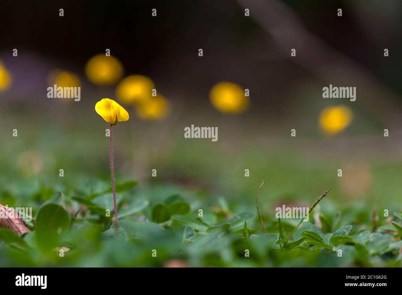 Arachis repens flower with blur background Stock Photo