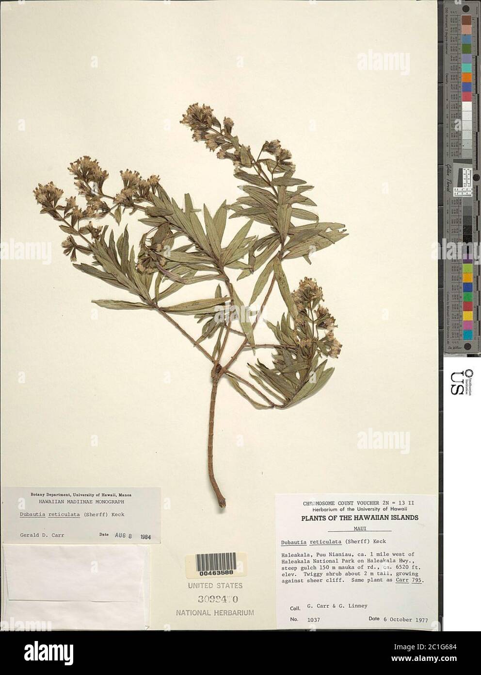 Dubautia reticulata Dubautia reticulata. Stock Photo