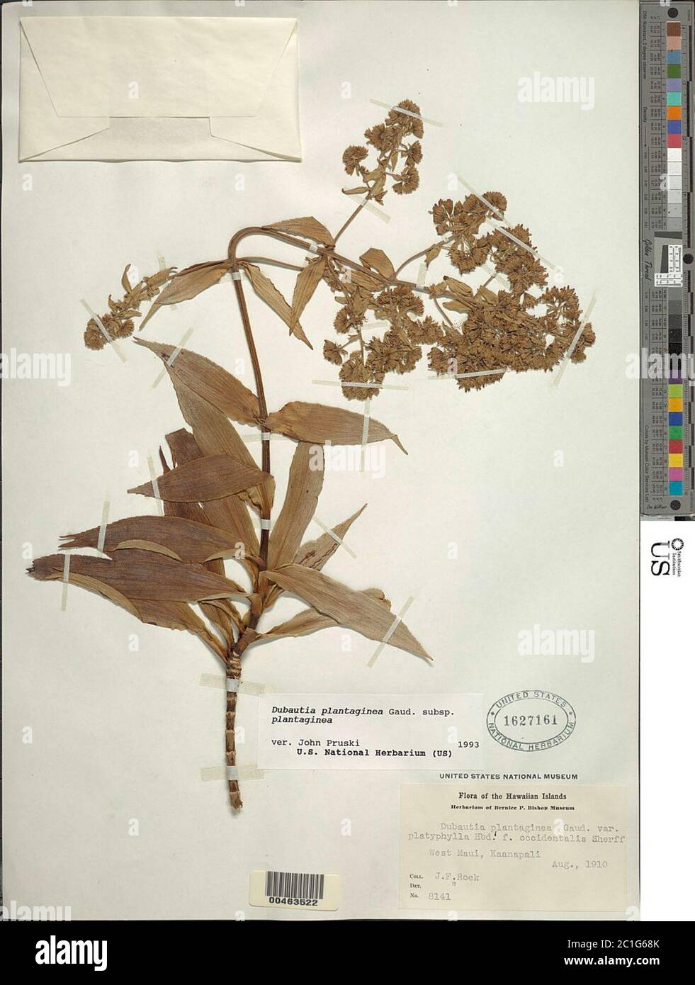 Dubautia plantaginea Gaudich subsp plantaginea Dubautia plantaginea Gaudich subsp plantaginea. Stock Photo