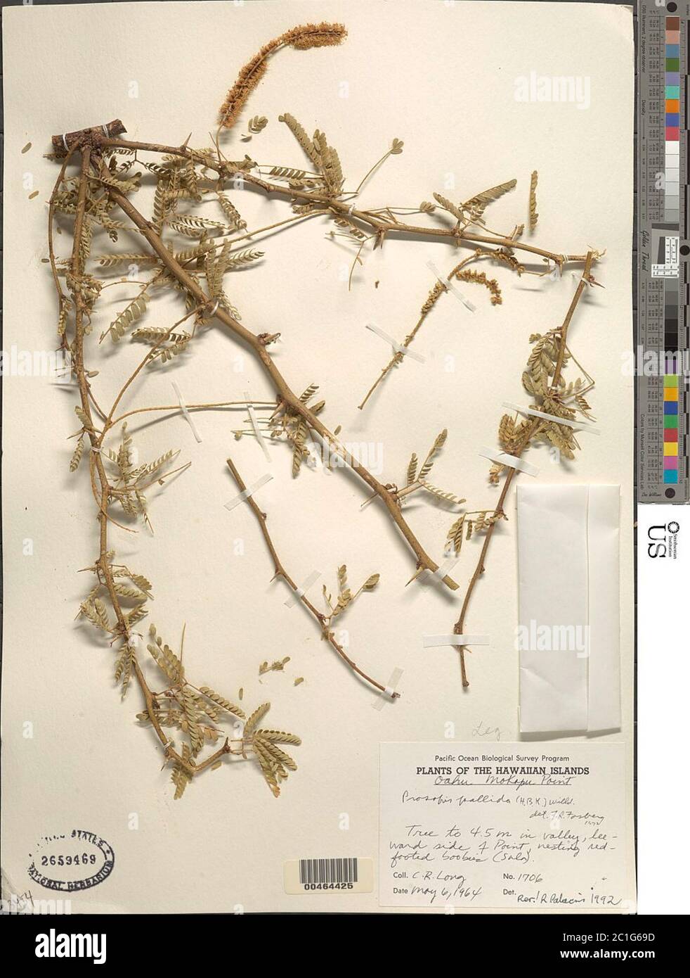 Prosopis pallida Humb Bonpl ex Willd Kunth Prosopis pallida Humb Bonpl ex Willd Kunth. Stock Photo