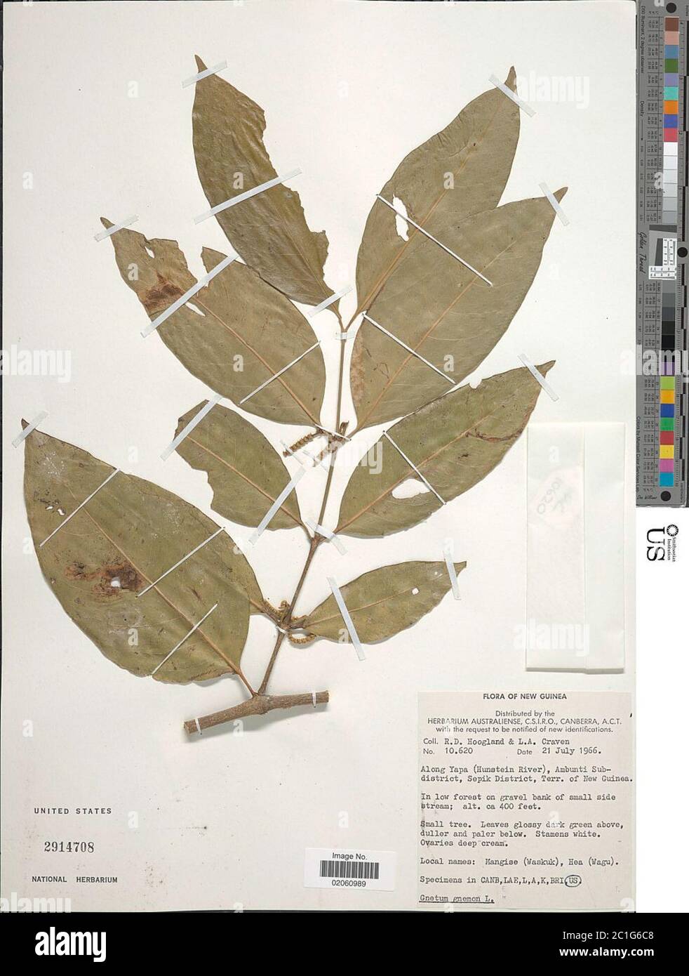 Gnetum gnemon L Gnetum gnemon L Stock Photo - Alamy