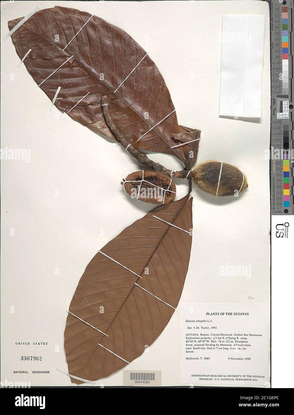 Duroia hires stock photography and images Alamy