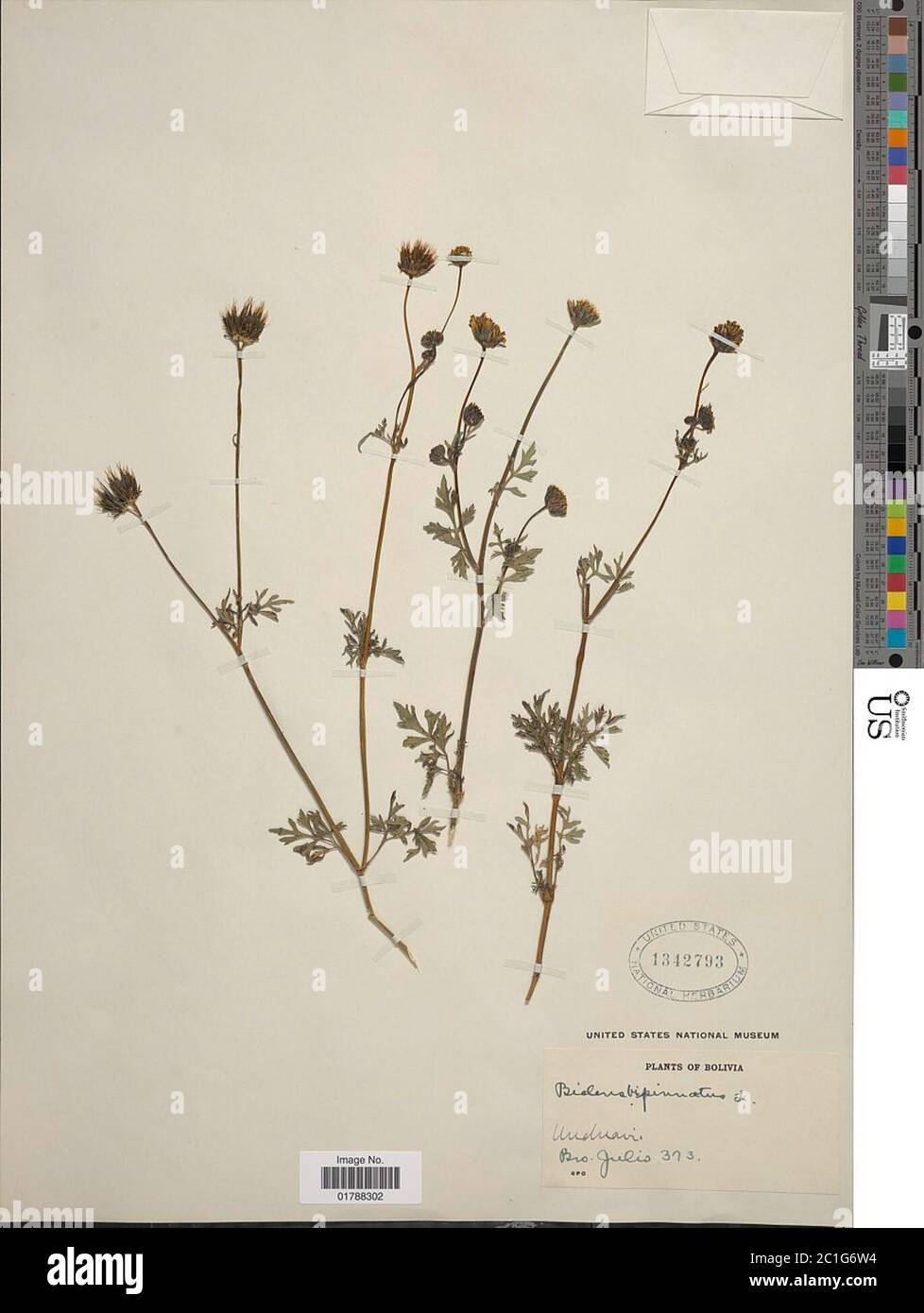 Bidens bipinnatifida Bidens bipinnatifida. Stock Photo