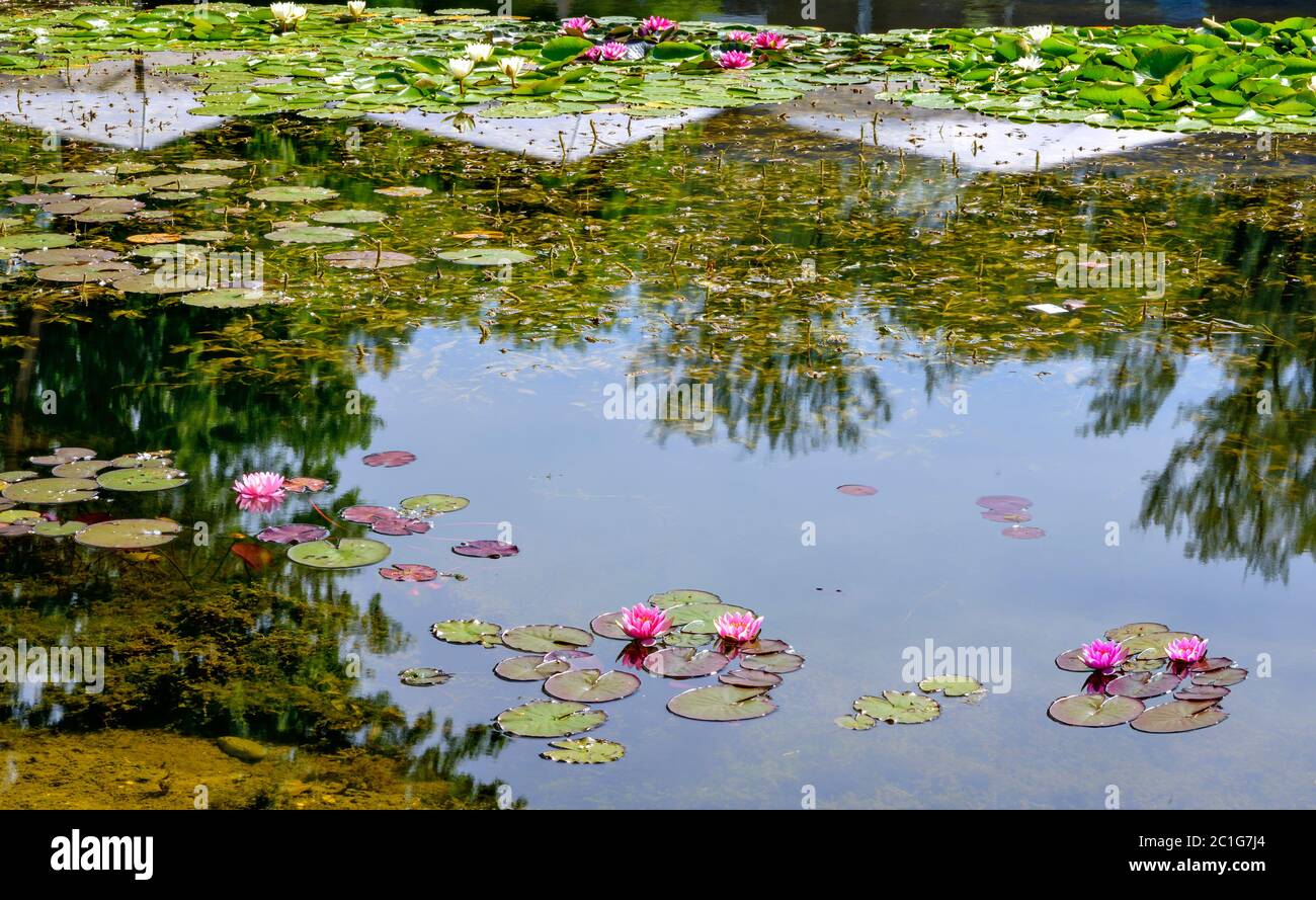 water surface of a garden pond with flourishing water lilies Stock Photo