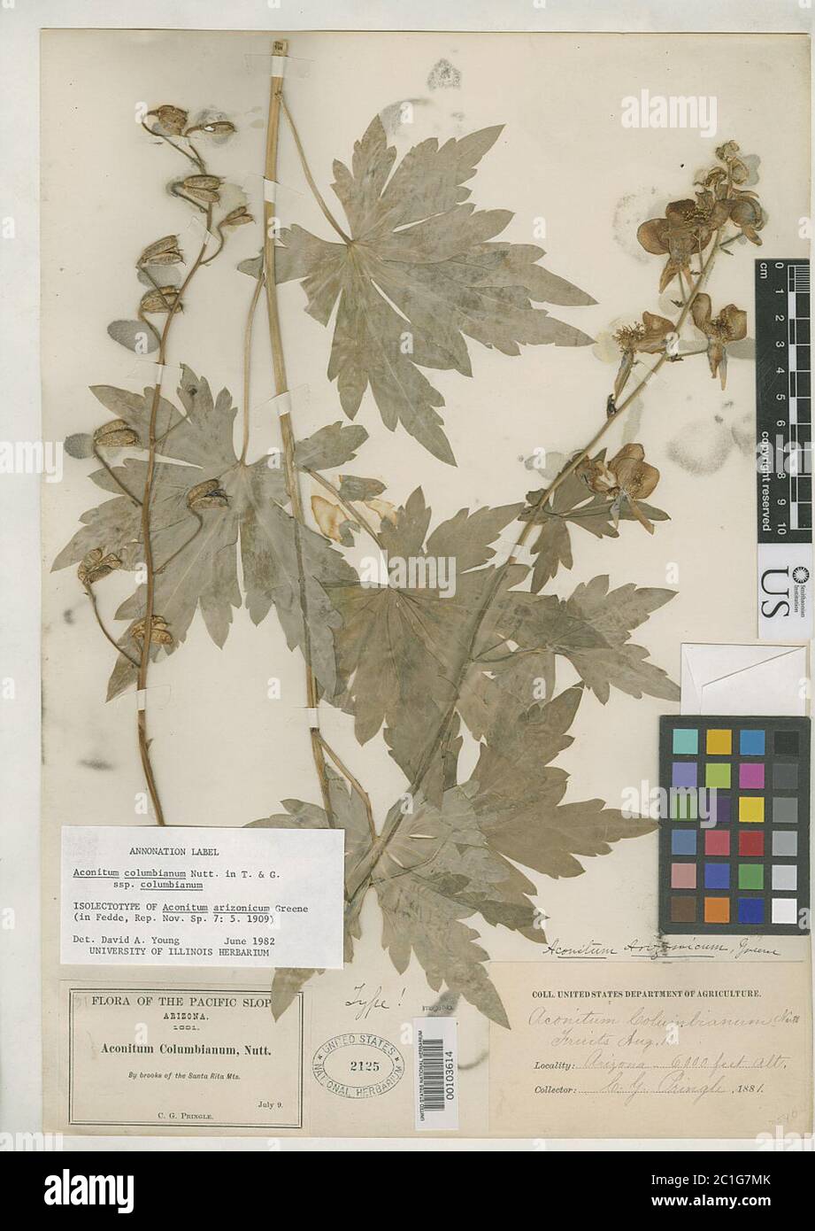 Aconitum arizonicum Greene Aconitum arizonicum Greene. Stock Photo