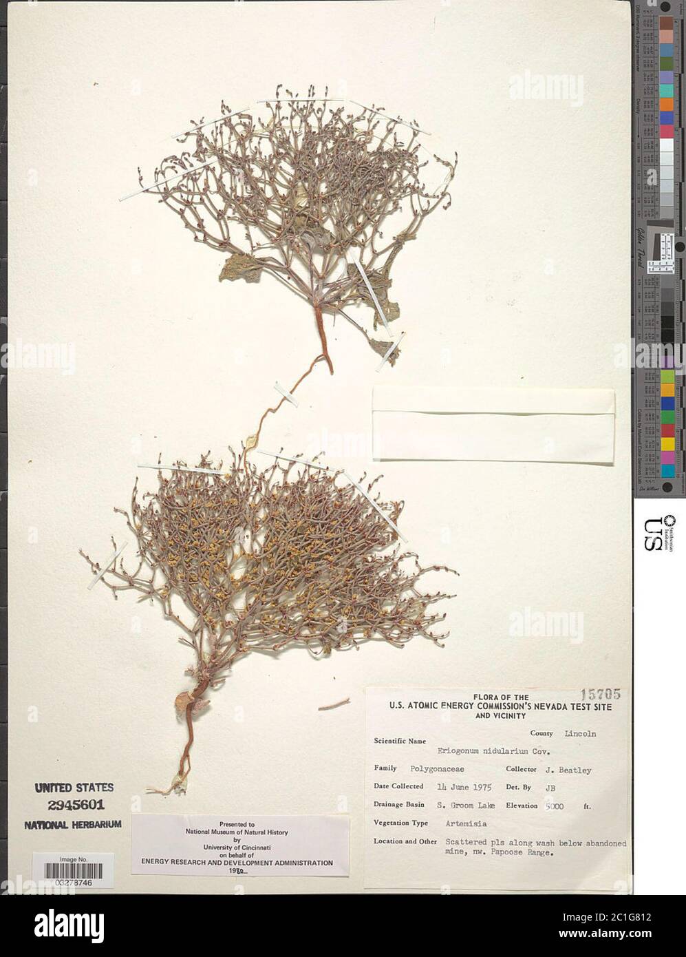 Eriogonum nidularium Coville Eriogonum nidularium Coville. Stock Photo