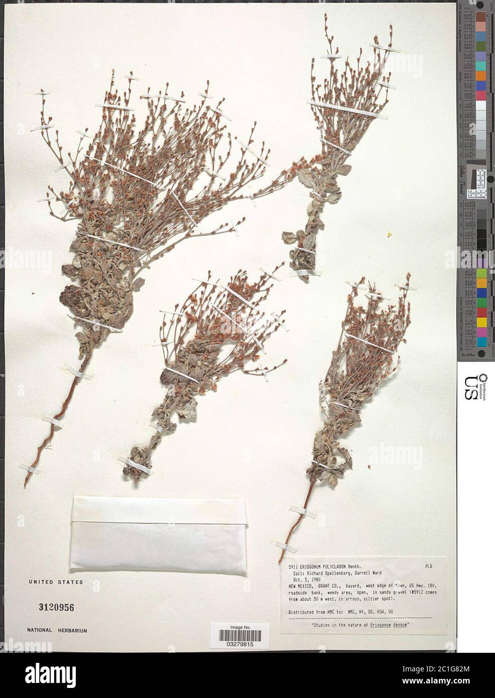 Eriogonum polycladon Benth Eriogonum polycladon Benth. Stock Photo