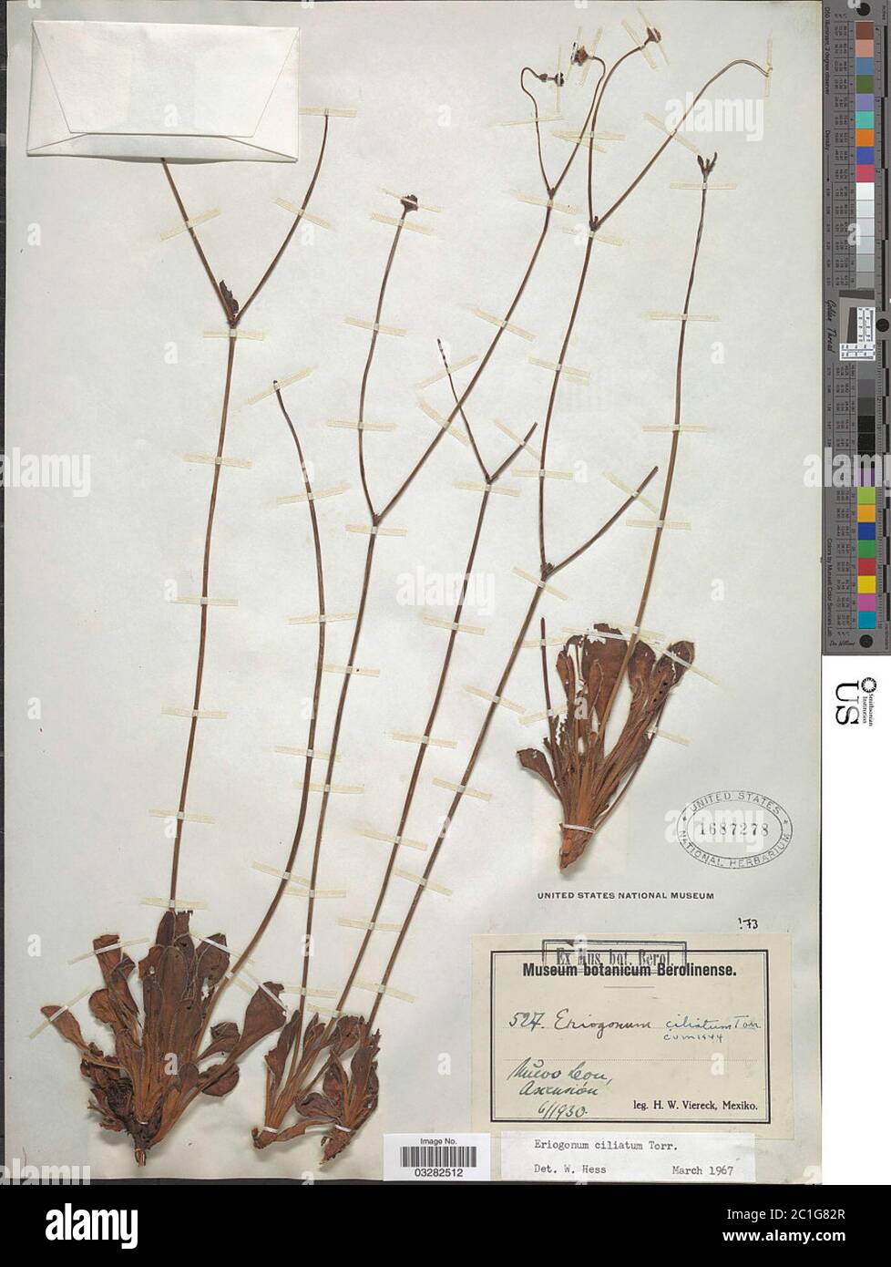 Eriogonum ciliatum Torr ex Benth Eriogonum ciliatum Torr ex Benth Stock ...
