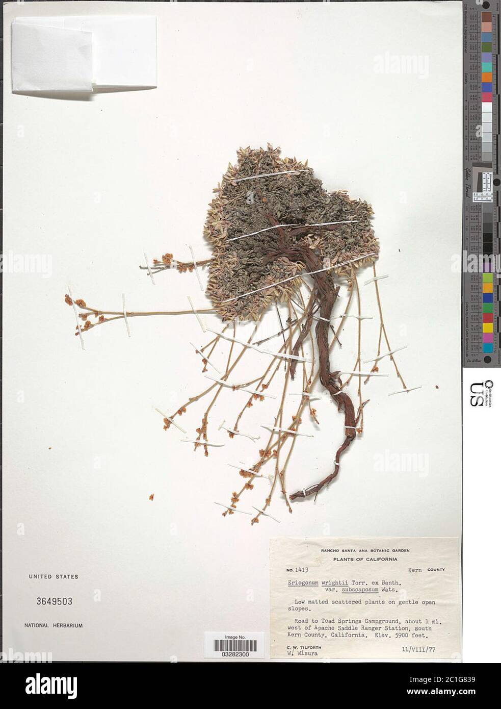 Eriogonum wrightii var subscaposum S Watson Eriogonum wrightii var subscaposum S Watson. Stock Photo