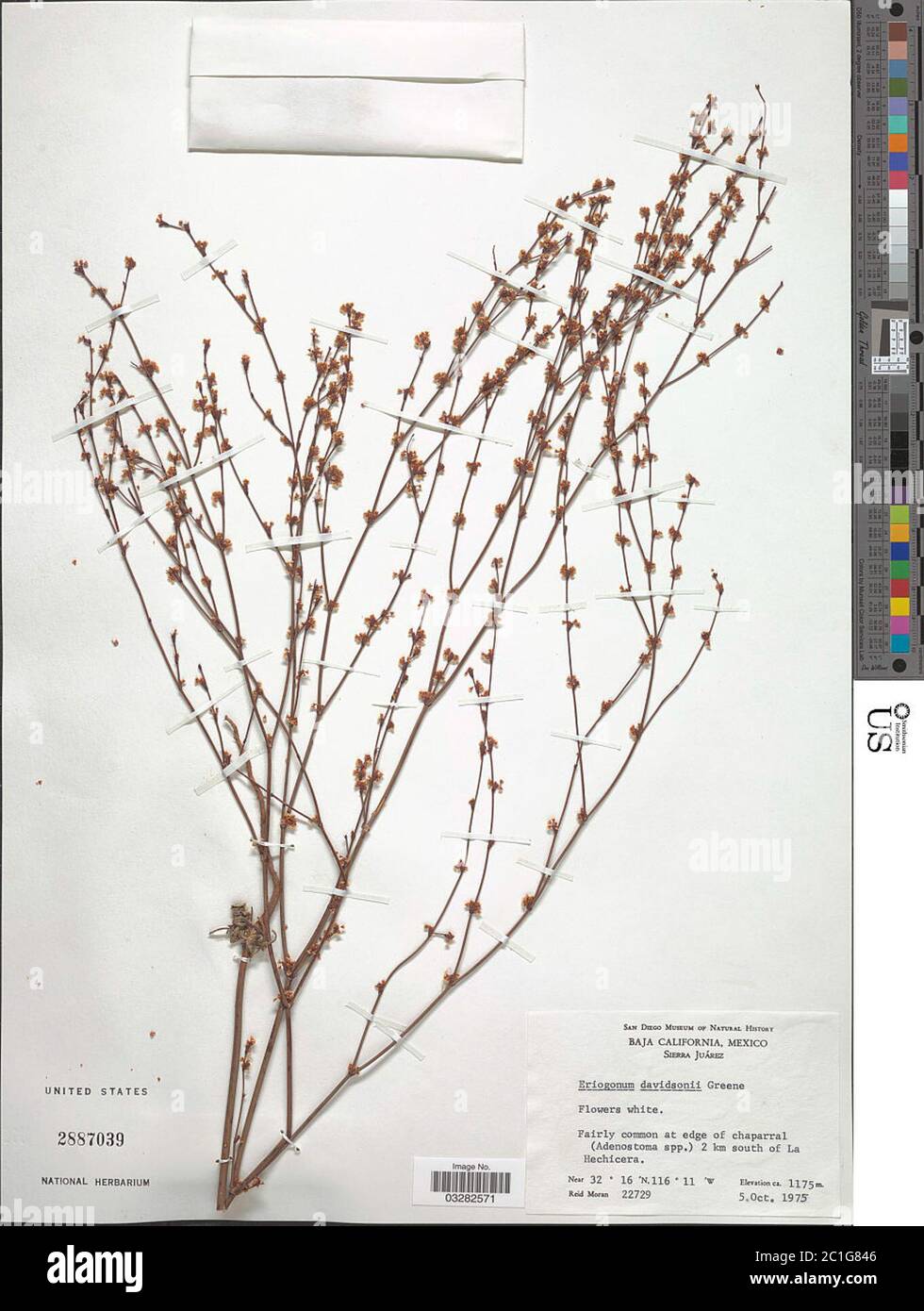 Eriogonum davidsonii Greene Eriogonum davidsonii Greene. Stock Photo
