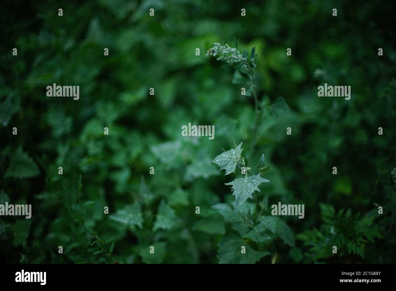 Wet green grass raindrops hi-res stock photography and images - Alamy