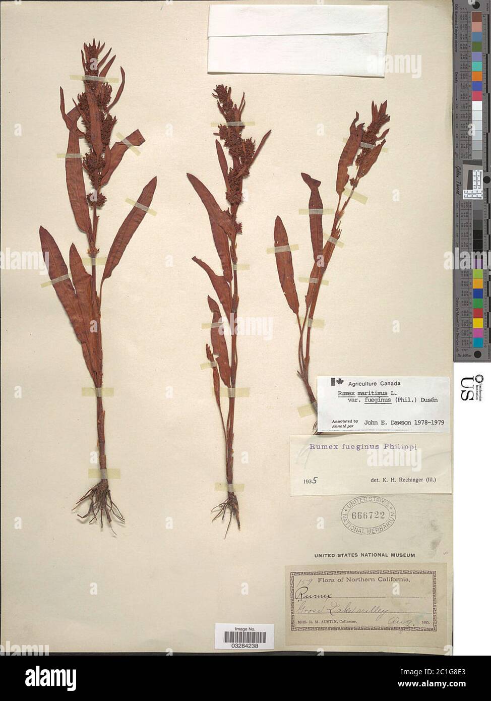 Rumex maritimus var fueginus Phil Dusn Rumex maritimus var fueginus Phil Dusn. Stock Photo