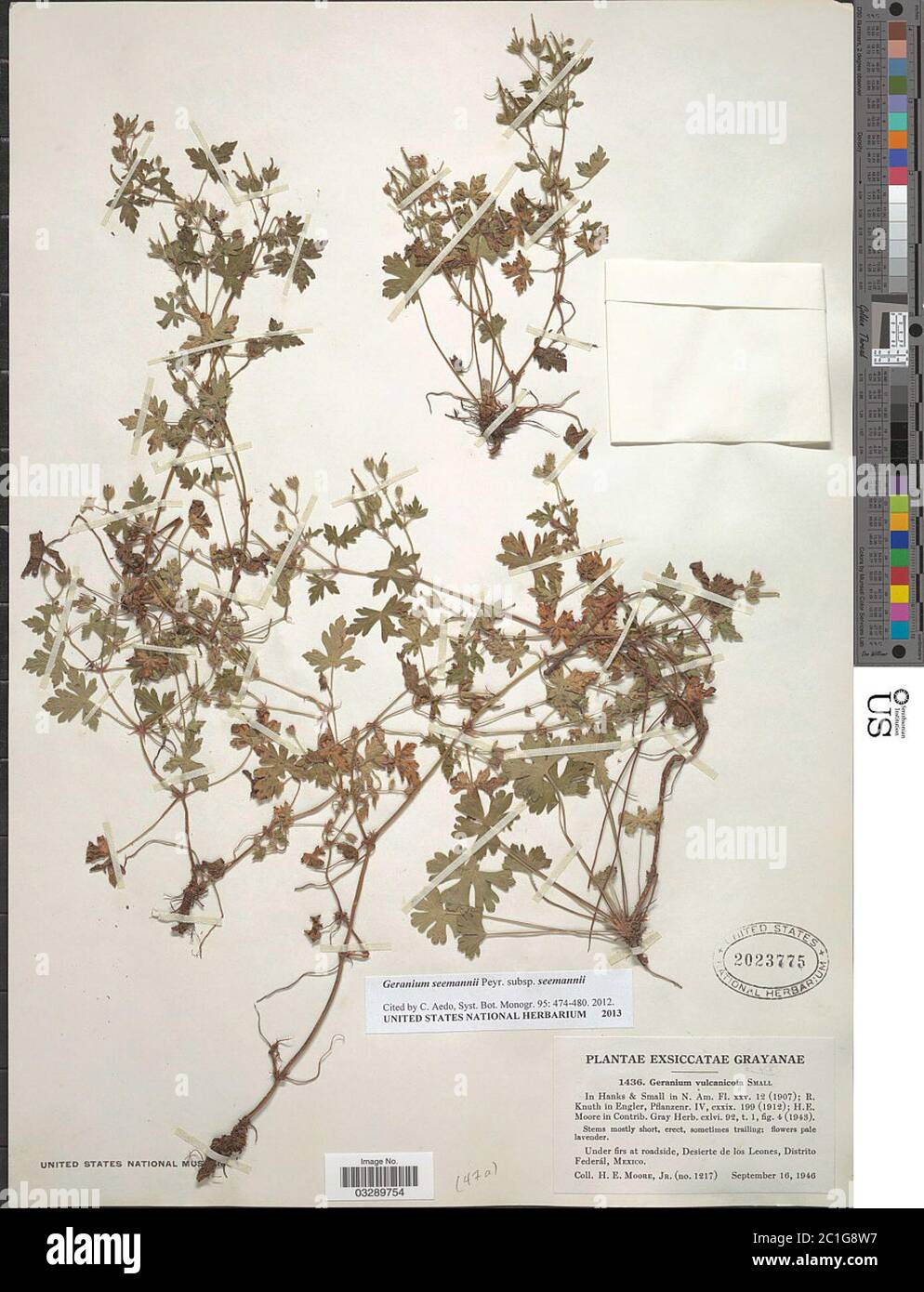 Geranium seemannii Peyr subsp seemannii Geranium seemannii Peyr subsp seemannii. Stock Photo