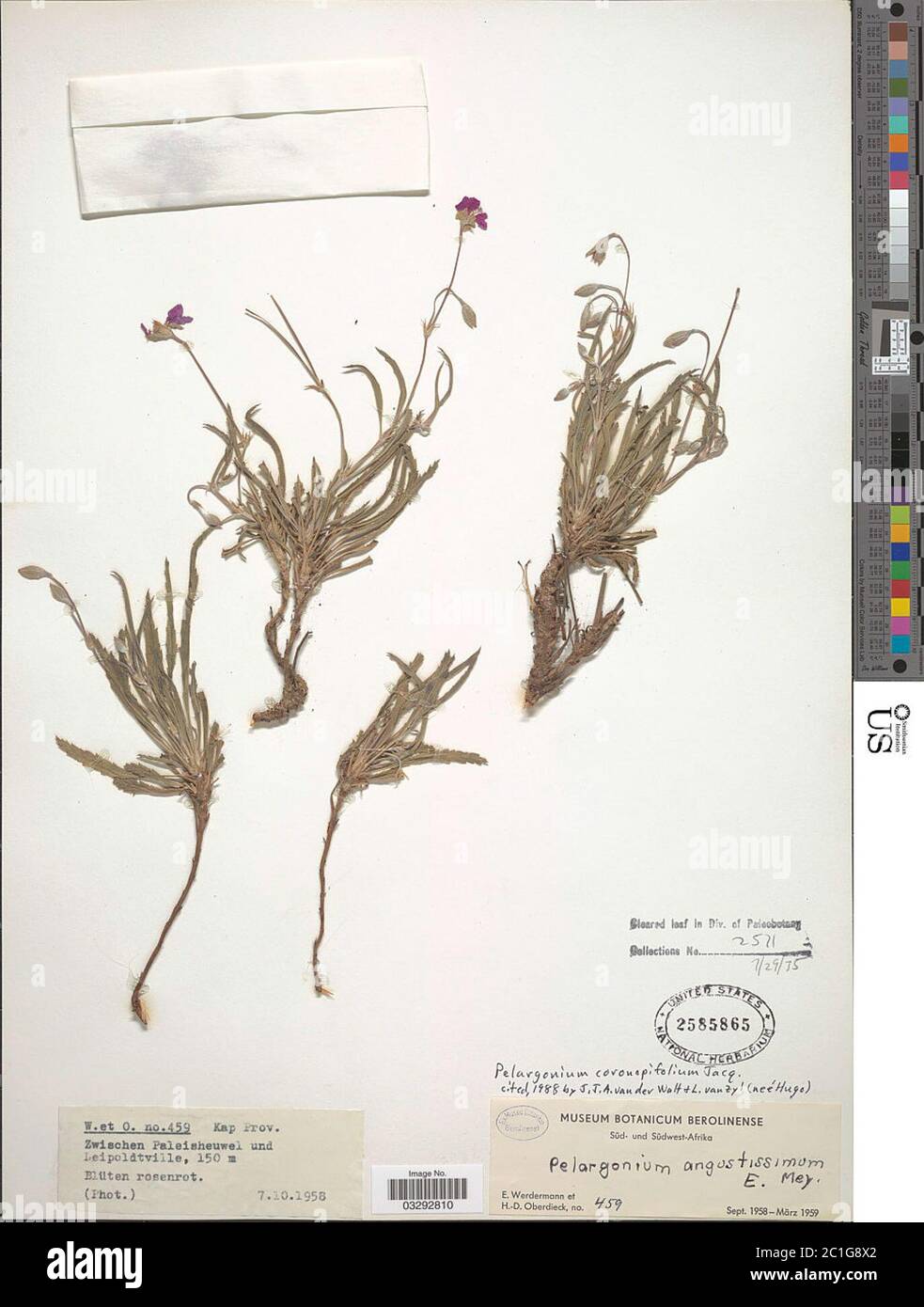Pelargonium coronopifolium Jacq Pelargonium coronopifolium Jacq. Stock Photo