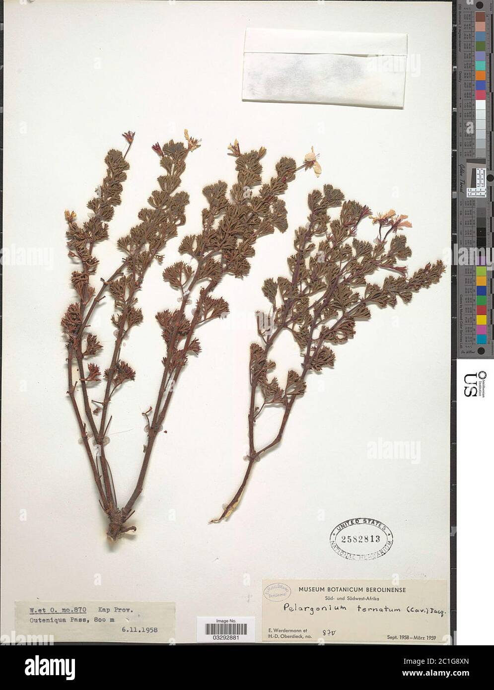 Pelargonium ternatum Jacq Pelargonium ternatum Jacq. Stock Photo