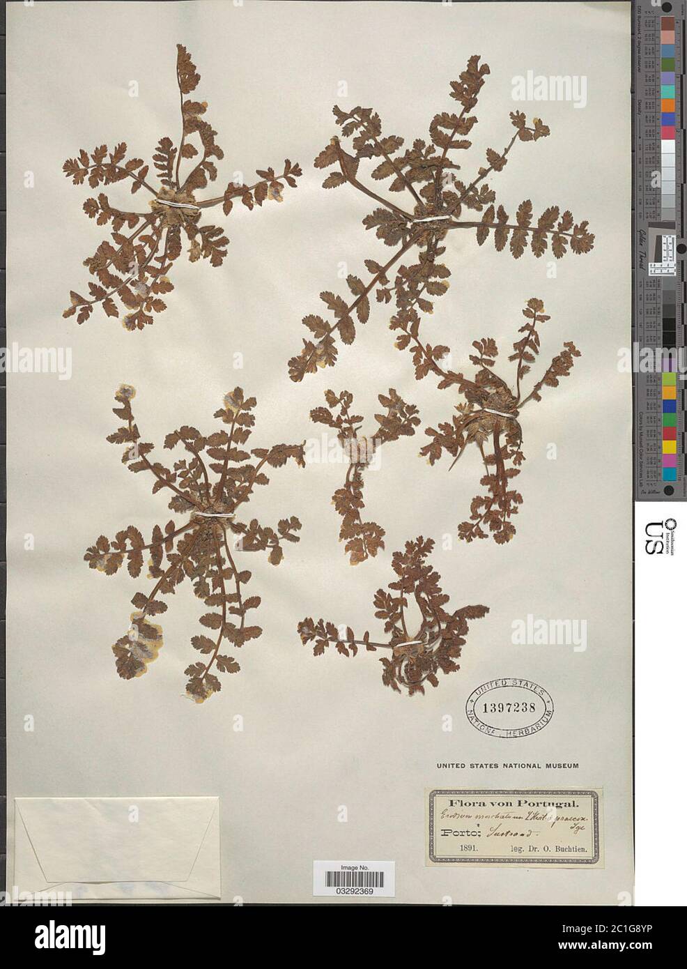Erodium moschatum Erodium moschatum. Stock Photo