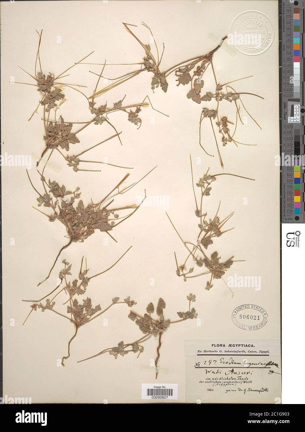 Erodium bryoniaefolium Boiss Erodium bryoniaefolium Boiss. Stock Photo