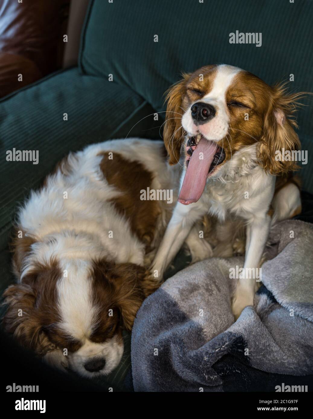 Cavalier King Charles spaniel puppy yawning with a very long tongue. Stock Photo