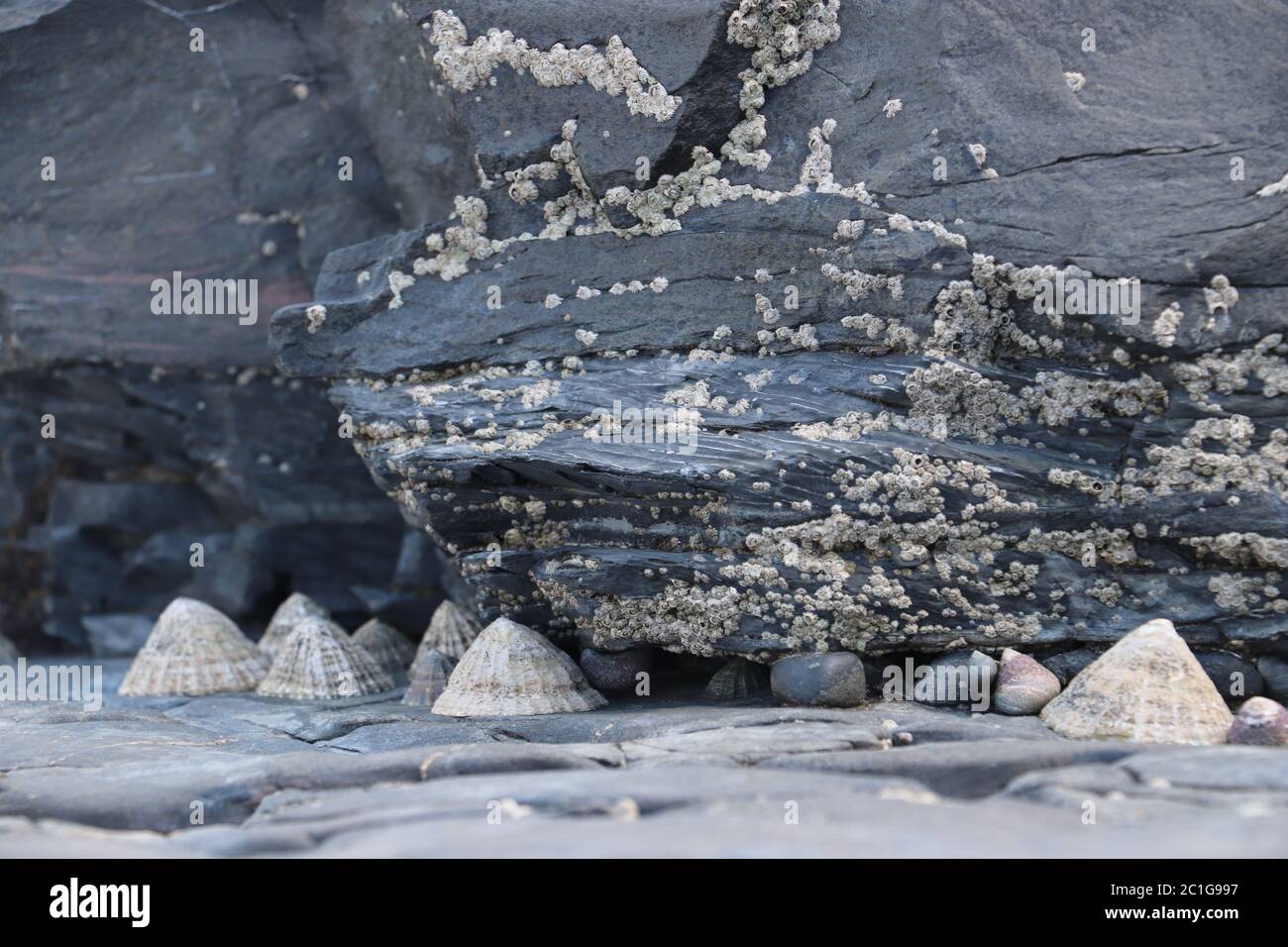 Limpets close up hiding under rock covered in barnacles with two small snails  Stock Photo