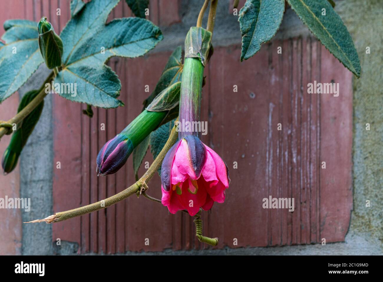 Sacred Flower Of The Incas High Resolution Stock Photography and Images ...