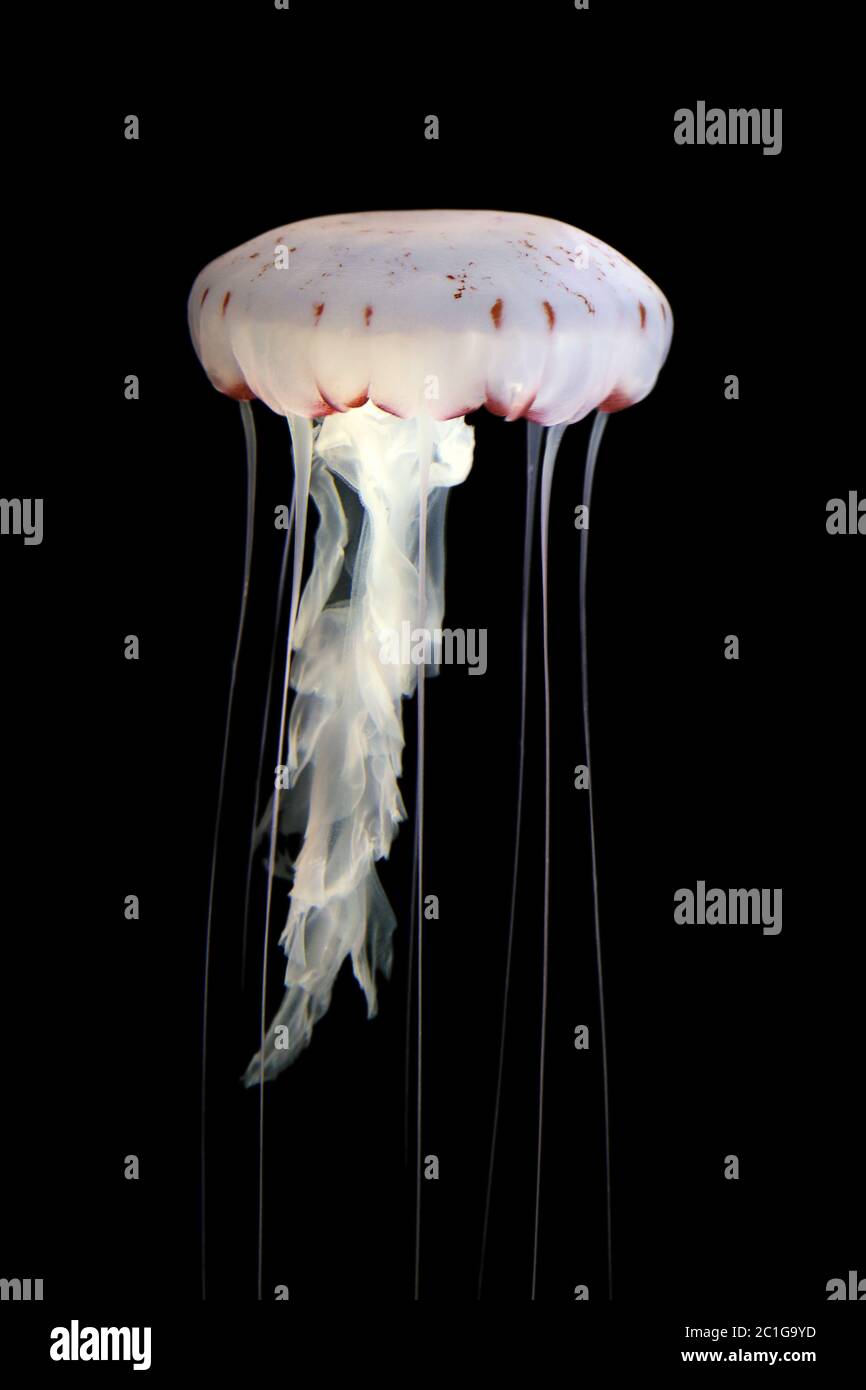 compass jellyfish chrysaora hysoscella against black background Stock Photo