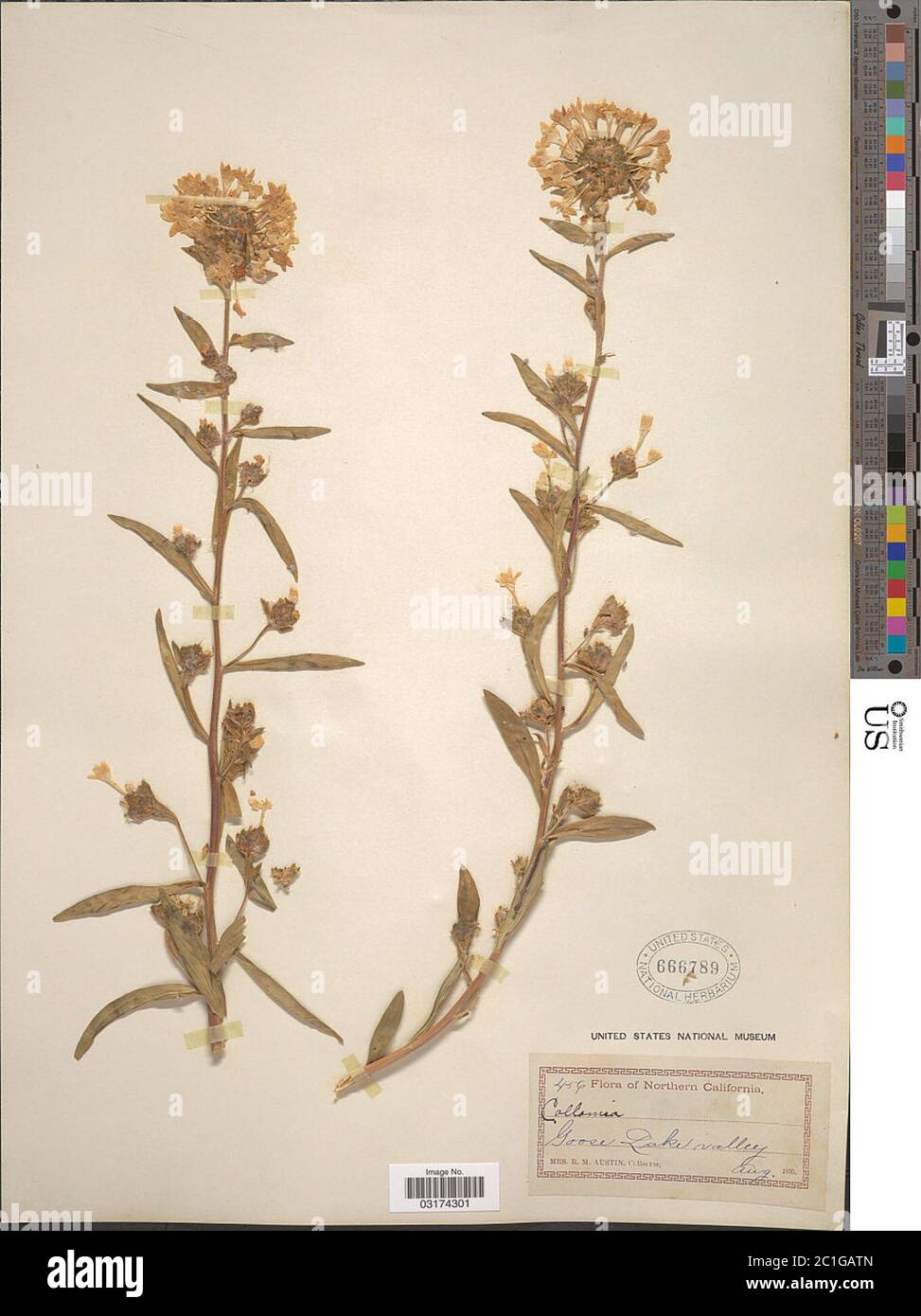 Collomia grandiflora Douglas ex Lindl Collomia grandiflora Douglas ex Lindl. Stock Photo