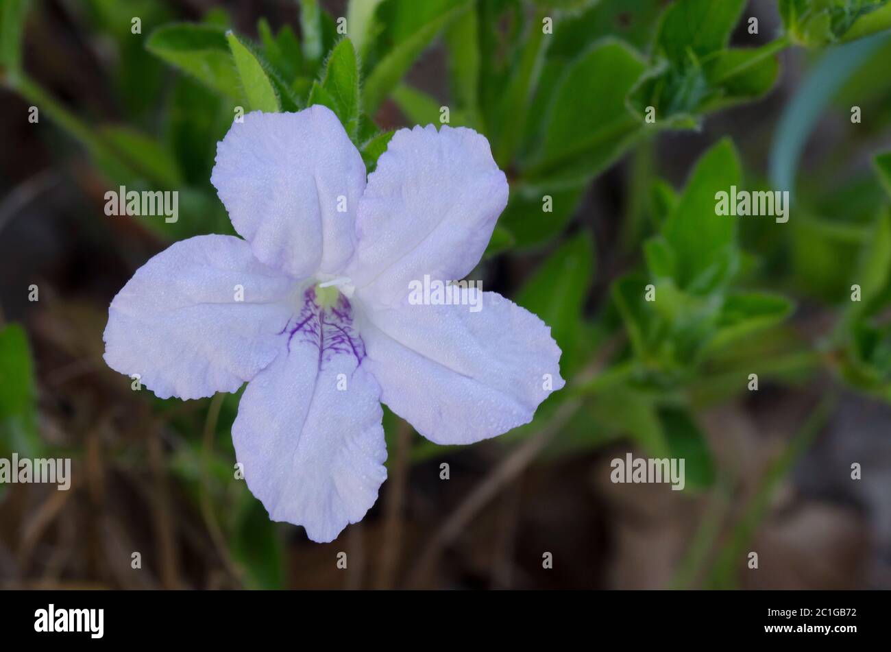 Prairie Petunia, Ruellia humilis Stock Photo