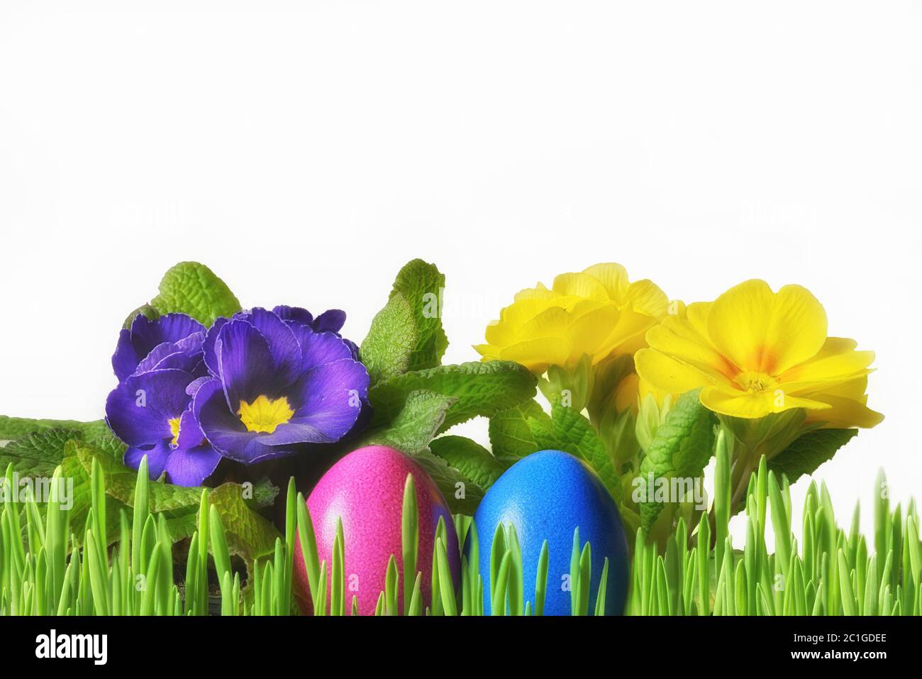 Easter eggs with grass and flowers Stock Photo