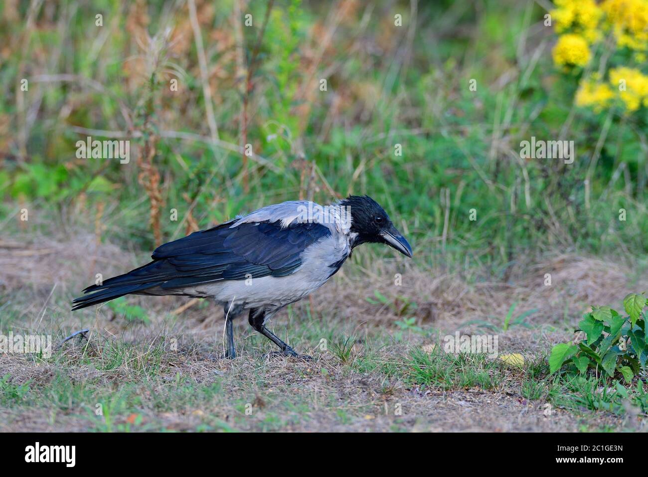 Carrion crow looking for food Stock Photo