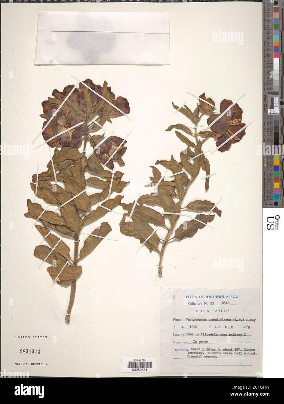 Pachycarpus grandiflorus L f E Mey Pachycarpus grandiflorus L f E Mey. Stock Photo
